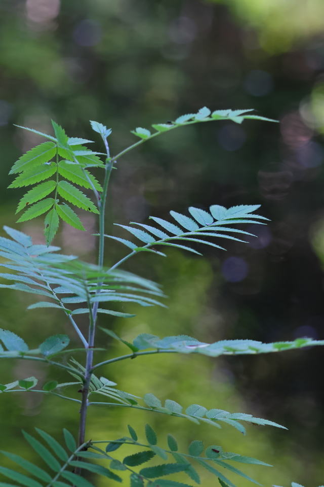 Canon EOS R7_10w.jpg