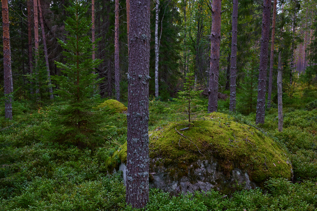 Canon RF 14-35 f4_11w.jpg