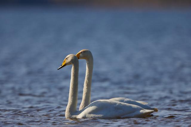 Canon RF 1200 f8_5w.jpg