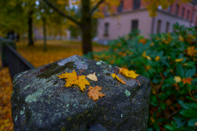 Sony A7s III_14w.jpg