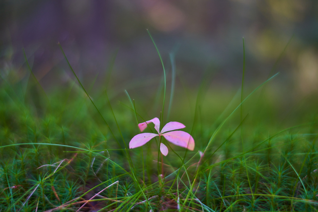 Voigtländer 35mm f1.2_5w.jpg