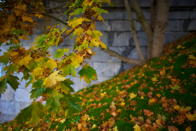 voigtländer_nokton 21mm_18w.jpg