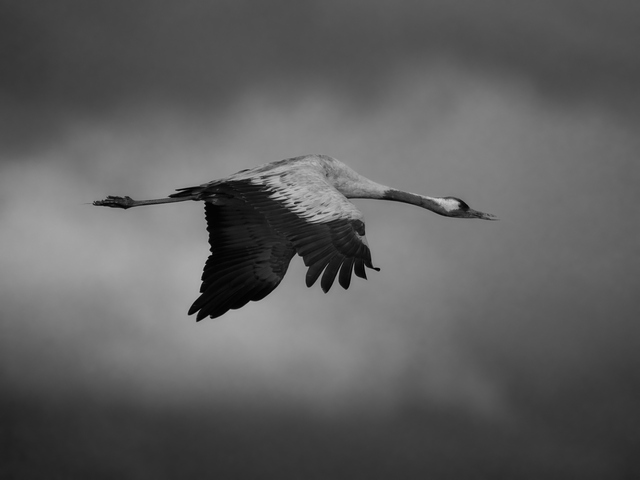 Olympus 150-400mm_24w.jpg