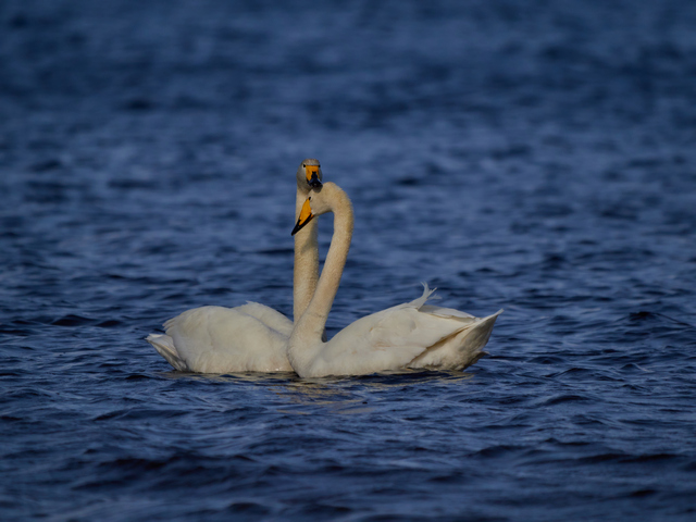 Olympus 150-400mm_23w.jpg