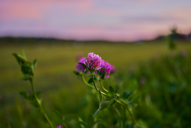 Voigtländer 35mm f2_4w.jpg