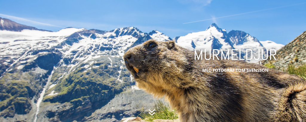 Skärmavbild 2022-06-08 kl. 12.28.15.png