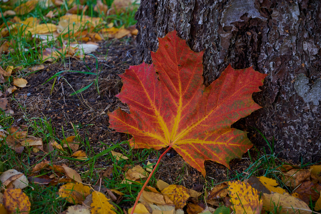 Tamron 18-300 Sony E_5w.jpg