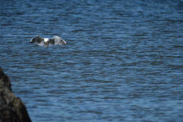 Fujifilm X-H2s_7w.jpg