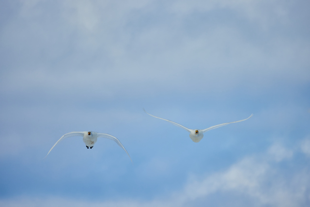 Canon RF 800 f11_15w.jpg