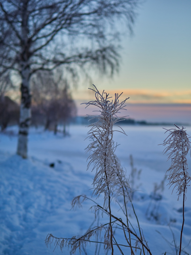 OM System 20mm f1.4_15w.jpg