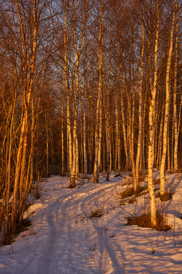 voigtländer lanthar 50 f2_17w.jpg