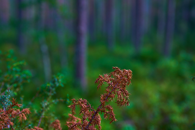 Sony 50mm f1.2_23w.jpg