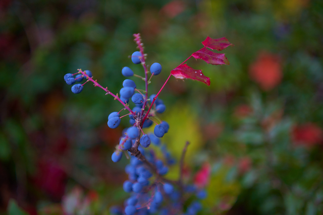 Samyang 35mm f1.8_12w.jpg