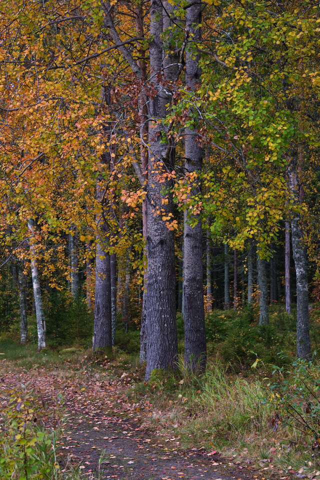 Fujfilm X-H2_13w.jpg