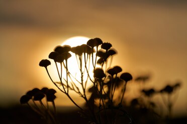 Voigtländer Macro 110mm_blogg.jpg