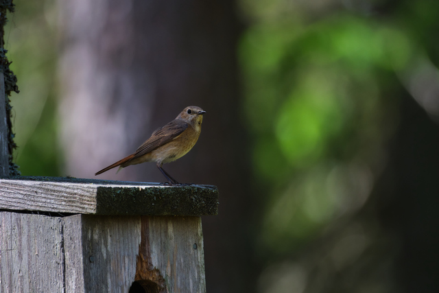 Fujifilm XF 150-600_7w.jpg