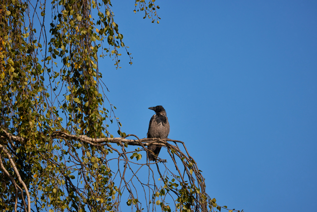 Canon RF 600f11_20w.jpg