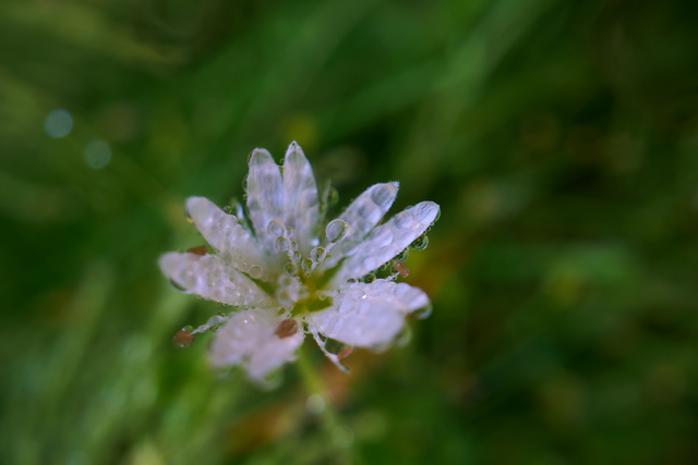 Laowa 24mm PeriProbe_2w.jpg