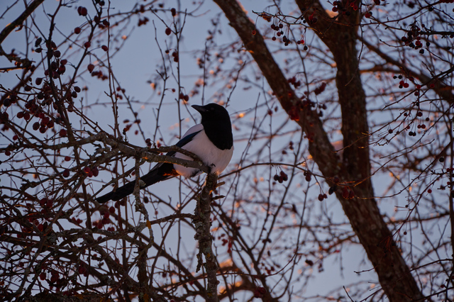 Nikon Z 18-140mm_16w.jpg