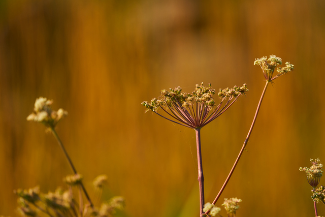 Sigma 150-600 DN_15w.jpg