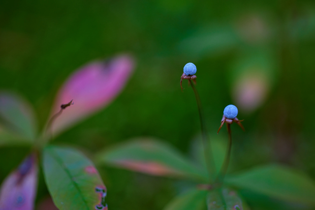 Canon RF 100 macro_1w.jpg