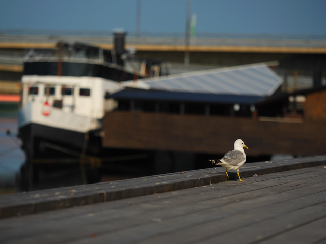 Panasonic GH5 II_12w.jpg