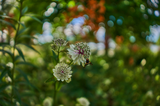 Sony 15mm f1.4_9w.jpg