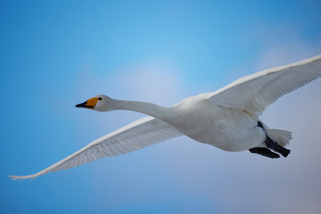 Canon RF 800 f11_17w.jpg