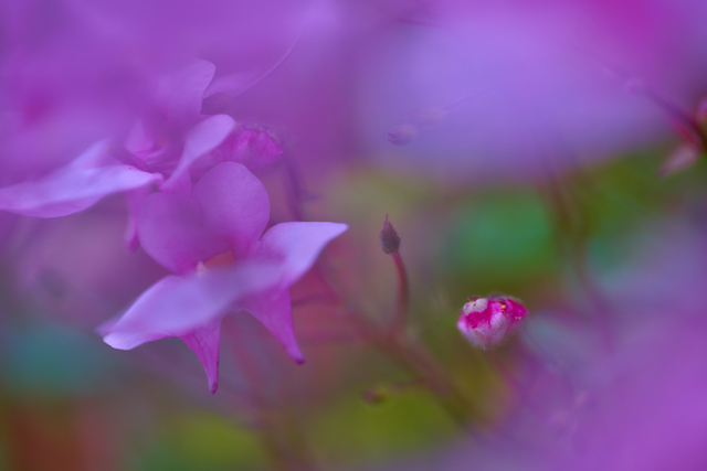 Laowa 100mm macro_3w.jpg