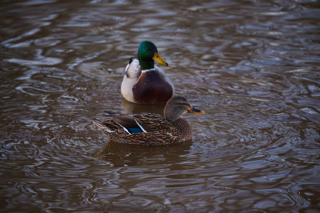 Nikon Z 100_400mm_13w.jpg