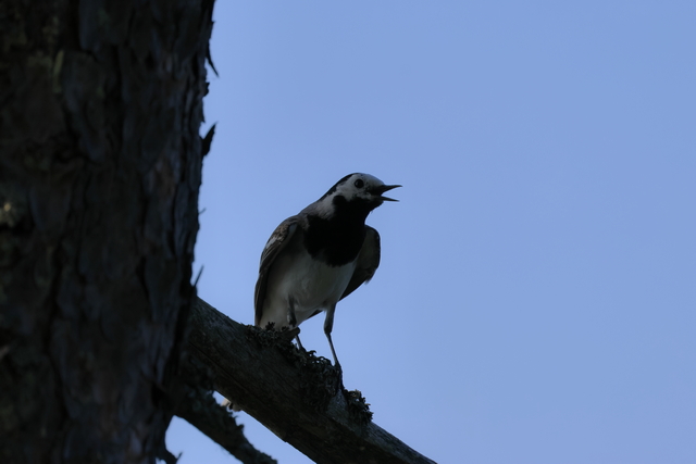 Canon EOS R7_22w.jpg