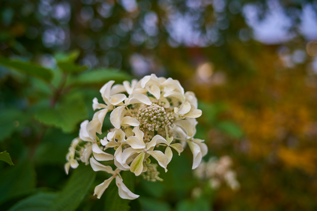 Laowa 35mm f0.95_5w.jpg