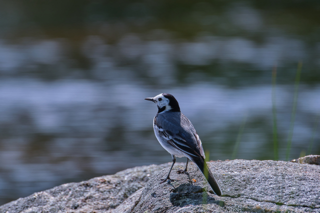 Fujifilm XF 150-600_15w.jpg