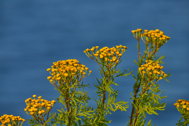 Sigma 150-600 DN_11w.jpg