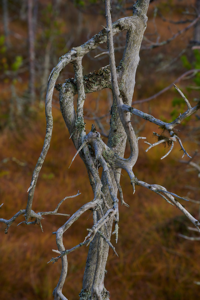 Tamron 70-300 Nikon Z_20w.jpg