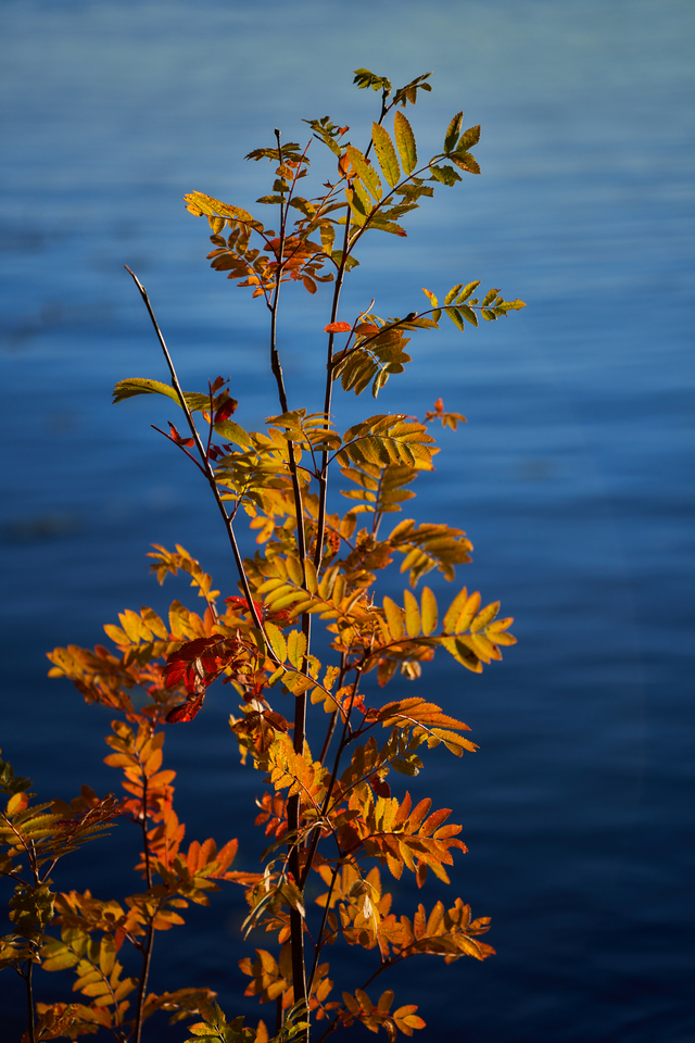 Sigma 90mm f2.8 DN_18w.jpg