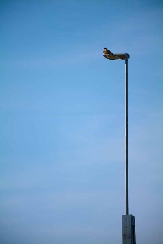 Panasonic S 70_300mm_15w.jpg