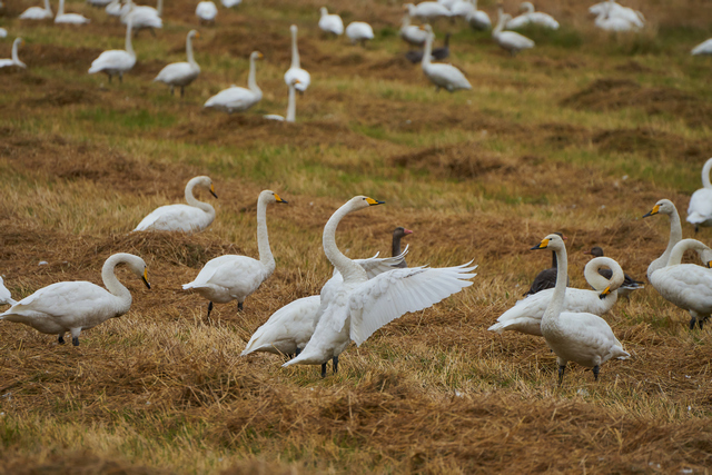 Tamron 50-400mm_15w.jpg