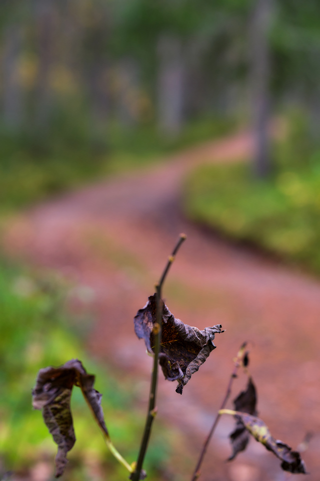 Fujifilm XF 56mm f1.2 WR_20w.jpg