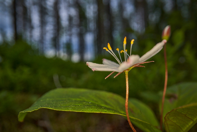 Laowa 24mm f14 probe_2w.jpg