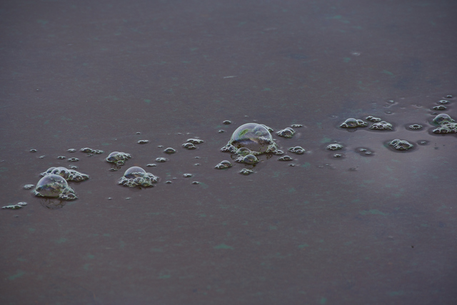 Tamron 70-300 Nikon Z_19w.jpg