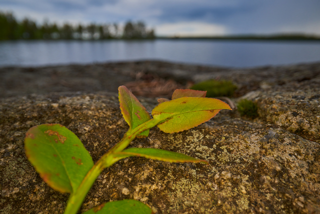 Laowa 24mm f14 probe_5w.jpg