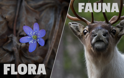 FLORAFAUNA.png
